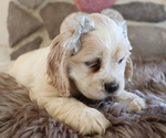 Small Photo #5 Cocker Spaniel Puppy For Sale in HONEY BROOK, PA, USA