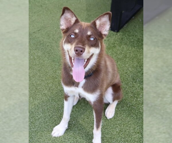 Medium Photo #8 Australian Kelpie-Siberian Husky Mix Puppy For Sale in Rockaway, NJ, USA