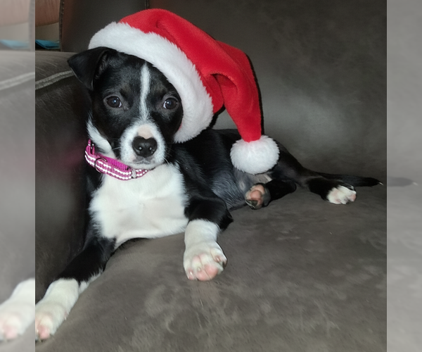 Medium Photo #5 Mutt Puppy For Sale in Brooklyn Center, MN, USA