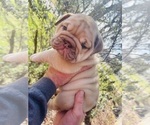 Small Photo #2 English Bulldog Puppy For Sale in JOSHUA, TX, USA