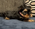 Small #1 Yorkshire Terrier