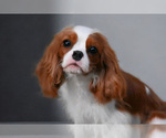 Small #1 Cavalier King Charles Spaniel