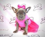 Small Photo #1 French Bulldog Puppy For Sale in LAS VEGAS, NV, USA