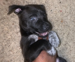 Alaskan Husky-American Pit Bull Terrier Mix Puppy for sale in CRESTVIEW, FL, USA