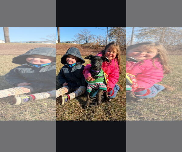 Medium Photo #6 Labrador Retriever-Unknown Mix Puppy For Sale in NYC, NY, USA