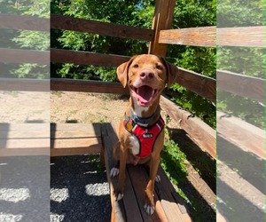 Spatula - Male Mutt Dog for Adoption - Photo #4