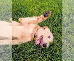 Small #3 Labradoodle