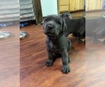 Small Photo #10 Cane Corso Puppy For Sale in KANSAS CITY, MO, USA