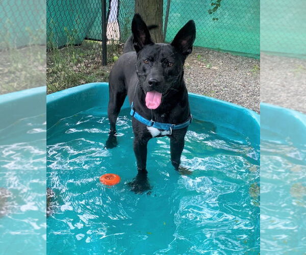 Medium Photo #7 Mutt Puppy For Sale in Elmsford, NY, USA