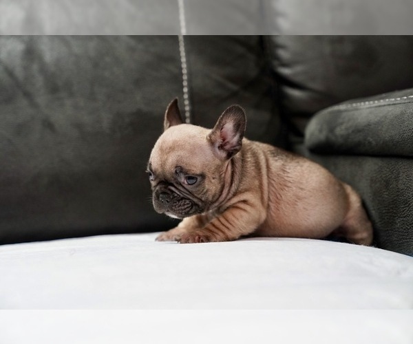Medium Photo #20 French Bulldog Puppy For Sale in SAN JOSE, CA, USA