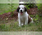 Small Photo #1 Saint Bernard Puppy For Sale in AVALON, MO, USA