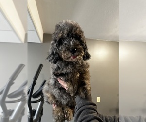 Bernedoodle (Miniature) Puppy for sale in HOLT, MO, USA