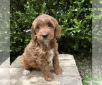 Small #2 Goldendoodle (Miniature)