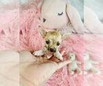 Small #19 Chihuahua