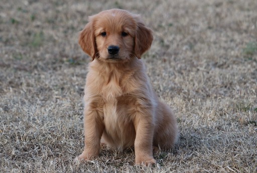 Medium Photo #1 Golden Retriever Puppy For Sale in CLEMENTS, MD, USA