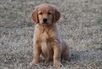Small Photo #1 Golden Retriever Puppy For Sale in CLEMENTS, MD, USA
