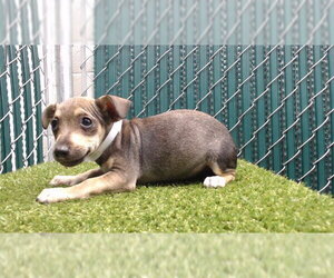 - Mix Dogs for adoption in Downey, CA, USA
