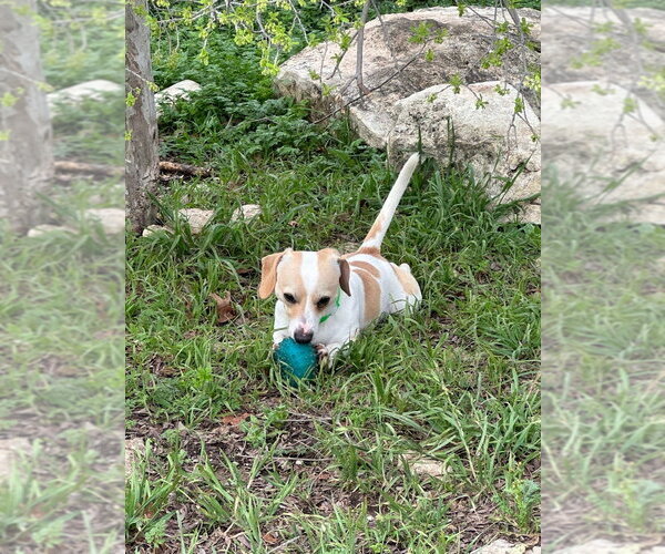 Medium Photo #4 Cheagle Puppy For Sale in Oak Bluffs, MA, USA