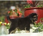 Small #1 Tibetan Mastiff