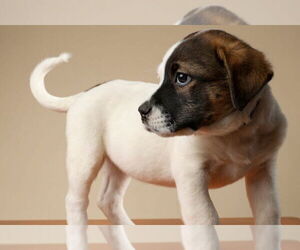 Labrador Retriever-Unknown Mix Dogs for adoption in Garner, NC, USA