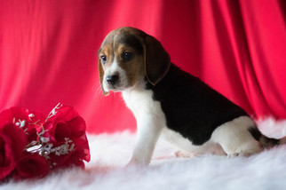 Beagle Puppy for sale in KENT, OH, USA