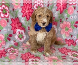 Goldendoodle Puppy for sale in LANCASTER, PA, USA