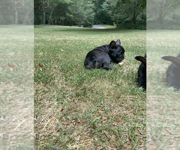 Medium Photo #13 French Bulldog Puppy For Sale in CLEVELAND, NC, USA