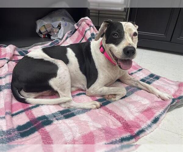 Medium Photo #3 American Pit Bull Terrier Puppy For Sale in Corpus Christi, TX, USA