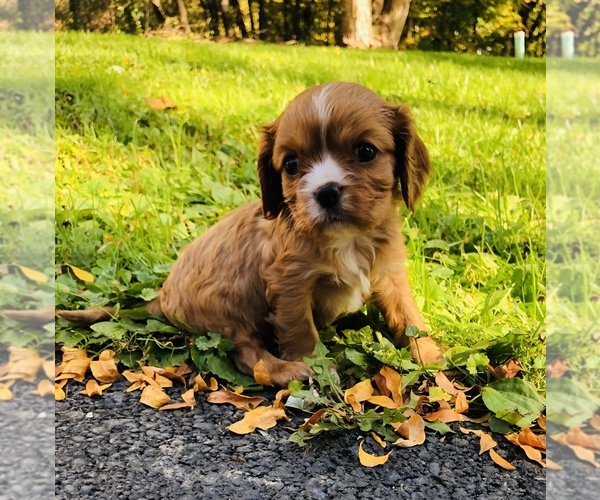 Medium Photo #1 Cavalier King Charles Spaniel Puppy For Sale in AVOCA, NY, USA
