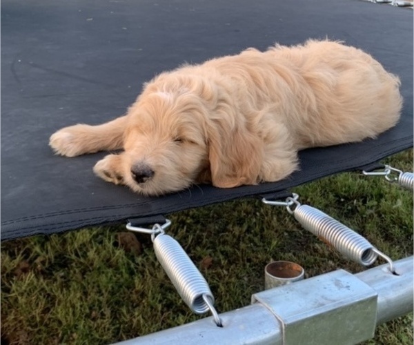 Medium Photo #1 Aussiedoodle Puppy For Sale in NEWKIRK, OK, USA