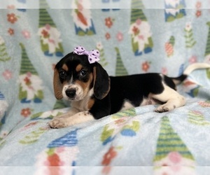 Beagle Puppy for sale in LAKELAND, FL, USA