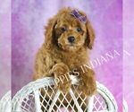Small Photo #53 Poodle (Miniature) Puppy For Sale in WARSAW, IN, USA