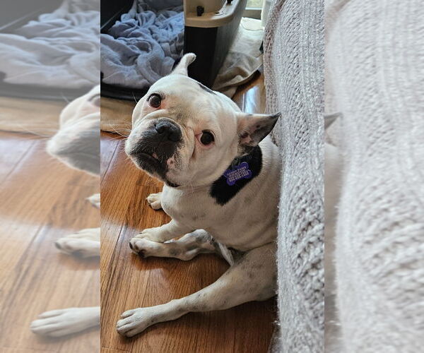 Medium Photo #11 French Bulldog Puppy For Sale in Oak Bluffs, MA, USA