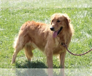 Father of the Golden Retriever puppies born on 06/13/2026