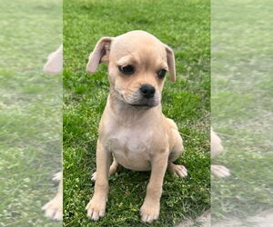 Pug-Shih Tzu Mix Dogs for adoption in San Diego, CA, USA