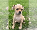 Small Pug-Shih Tzu Mix