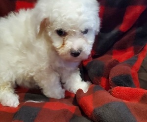 Bichon Frise Puppy for sale in PERHAM, MN, USA