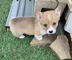 Puppy Red female 1 Pembroke Welsh Corgi