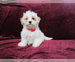 Small Photo #3 Cavachon Puppy For Sale in SHILOH, OH, USA