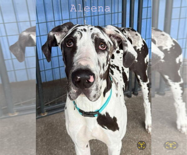 Medium Photo #2 Great Dane Puppy For Sale in Palm Beach, FL, USA