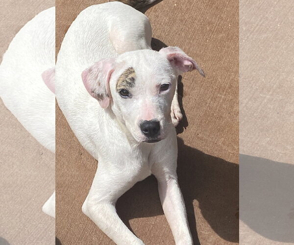 Medium Photo #1 Labrador Retriever-Unknown Mix Puppy For Sale in Ball Ground, GA, USA