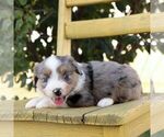 Small #2 Aussie-Poo