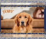 Small Photo #1 Golden Retriever Puppy For Sale in BAKERSFIELD, MO, USA