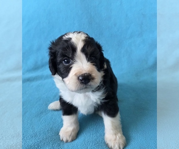 Medium Photo #3 Aussiedoodle Puppy For Sale in WILLS POINT, TX, USA