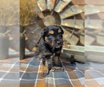 Small #16 Miniature American Shepherd