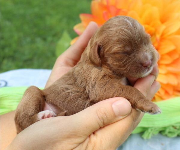 Medium Photo #12 Cavapoo Puppy For Sale in THORP, WI, USA
