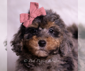 Medium Goldendoodle (Miniature)