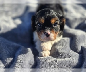 Cavalier King Charles Spaniel Puppy for sale in CARLYLE, IL, USA