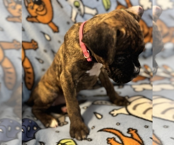 Medium Photo #10 Boxer Puppy For Sale in LANSING, MI, USA