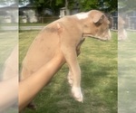 Small Photo #52 American Bully Puppy For Sale in LAKE STATION, IN, USA